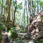 Glengariff Estate Rainforest
