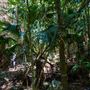 Glengariff Estate Rainforest