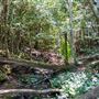 Glengariff Estate Rainforest