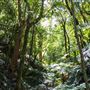 Glengariff Estate Rainforest
