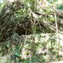 Glengariff Estate Rainforest