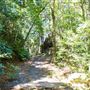 Glengariff Estate Rainforest