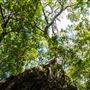 Glengariff Estate Rainforest