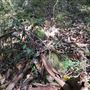 Otford Farm - Jungle Set Build Site