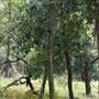 Otford Farm - Jungle Set Build Site