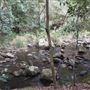 Otford Farm - The Pines Paddock with Jungle Gully