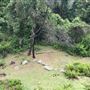Otford Farm - The Pines Paddock with Jungle Gully