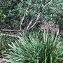 Otford Farm - The Pines Paddock with Jungle Gully