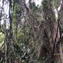 Otford Farm - The Pines Paddock with Jungle Gully