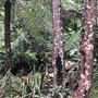 Otford Farm - The Pines Paddock with Jungle Gully