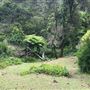 Otford Farm - The Pines Paddock with Jungle Gully