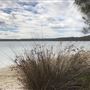 Swan Lake - Swanhaven