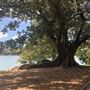 Royal Botanic Garden Sydney