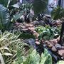 Royal Botanic Garden Sydney