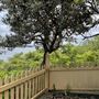 Green Point Cottage NPWS Watsons Bay