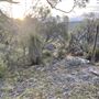 Bungonia National Park