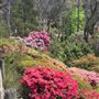 Campbell Rhododendron Gardens