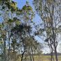 Coopers Gully Farmland