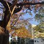 Woollahra