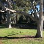 Woollahra