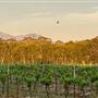 Adina Vineyard and Olive Grove