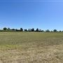 Adina Vineyard and Olive Grove