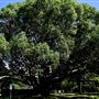 Vaucluse House