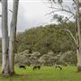 Glenworth Valley Wilderness Adventures