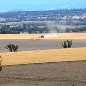 Wheatfields near Bingara
