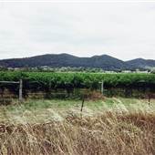 Botobolar Vineyards