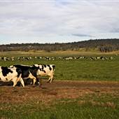 Eurobodalla Area