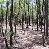 Goobang National Park