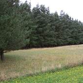 Macquarie Woods - Vittoria State Forest