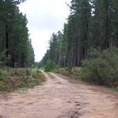 Penrose State Forest - Southern Highlands