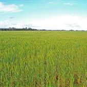 Wheat Fields