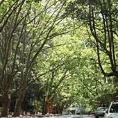 Water St - Pymble