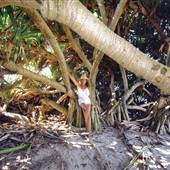 Pandanus Lennox Head