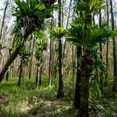 Island Quarry - Eucalypt Forest