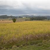 Wooyung Cane Fields