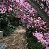 Japanese Gardens and Teahouse - Campbelltown