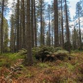 Jenolan State Forest