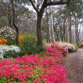 Campbell Rhododendron Gardens