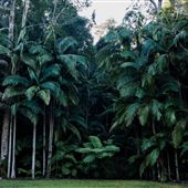 Goodjinburra Forest – Private 150-Acre Rainforest with Coastal Views, Waterfalls, Dams & 4WD Tracks | Tweed Valley