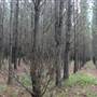 Belanglo State Forest