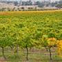 Bathurst Vineyards