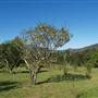 Big Bell farm, Kangaroo Valley
