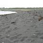 Black Sand Beach, Bass Point Reserve & Shell Cove