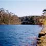 Bluebell Wood - Tilba Tilba
