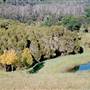 Bluebell Wood - Tilba Tilba