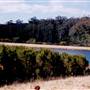 Bluebell Wood - Tilba Tilba